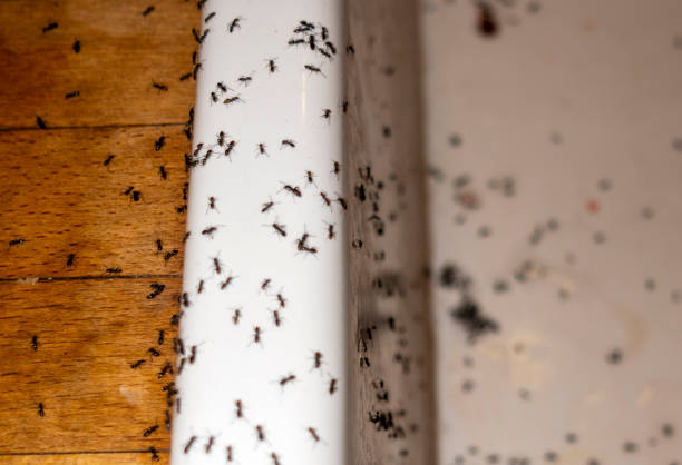 Best Pest Control Cost  in North Sarasota, FL